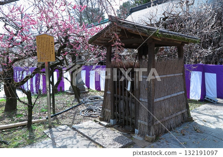 北野天滿宮（京都市上京區），供奉菅原道真。蓮花生所的古井與盛開的梅花 132191097