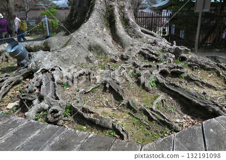 北野天滿宮（京都市上京區），供奉菅原道真公：高聳於古蹟「禦土井」之上的櫸樹「豆腐」的根基 132191098