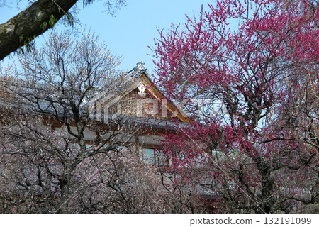 北野天滿宮（京都市上京區），供奉菅原道真公，梅花季期間向公眾開放的「花園」一角 132191099