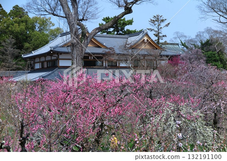 北野天滿宮(京都市上京區),供奉菅原道真公,梅花季期間向公眾開放的「花園」一角 北野天滿宮(京都市上京區),供奉菅原道真公,梅花季期間向公眾開放的「花園」一角 132191100