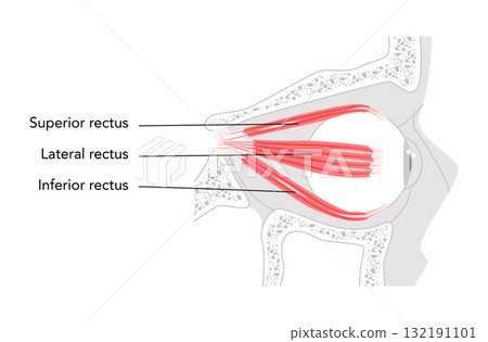 Superior Lateral Inferior rectus - Human eye muscle shown in labeled anatomy chart, controls upward and inward 132191101