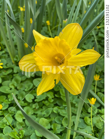 Bright Yellow Daffodil Flower in Spring Garden Closeup 132191102