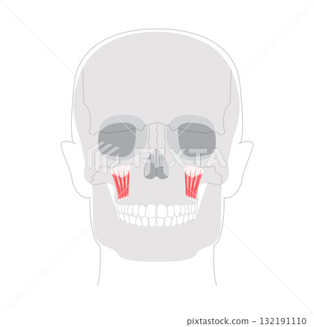 Levator labii superioris - Human facial muscle shown in anatomy chart, elevates the upper lip enabling snarling or Levator labii superioris - Human facial muscle shown in anatomy chart, elevates the upper lip enabling snarling or 132191110
