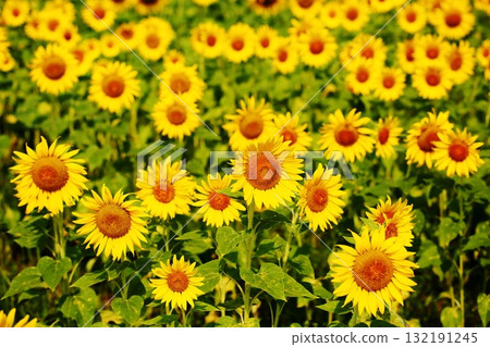 Sunflowers in full bloom Sunflowers in full bloom 132191245