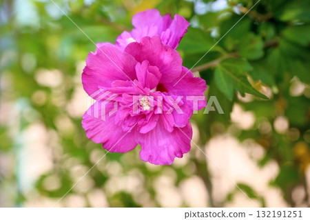 Yaezaki Flower of Mukuge Yaezaki Flower of Mukuge 132191251