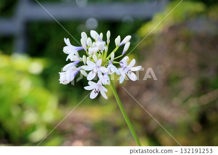 清爽的百子蓮花 132191253