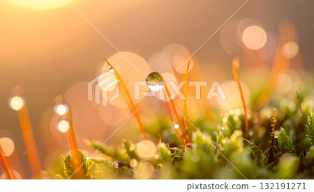 苔蘚被晨露浸濕 苔蘚被晨露浸濕 132191271