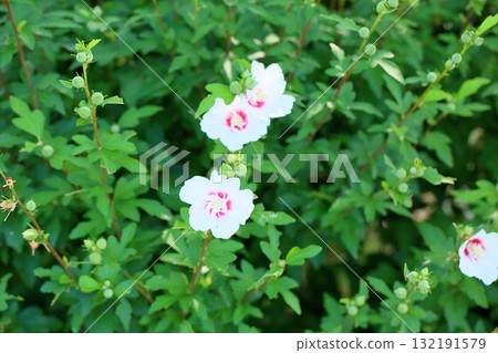 Refreshing flower of Mukuge Refreshing flower of Mukuge 132191579