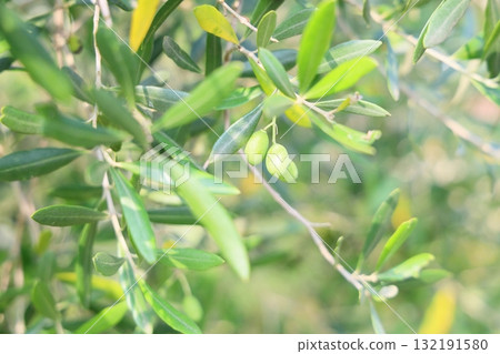 Refreshing olive fruit Refreshing olive fruit 132191580