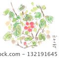 Bright red Japanese quince flowers blooming out of season in autumn 132191645