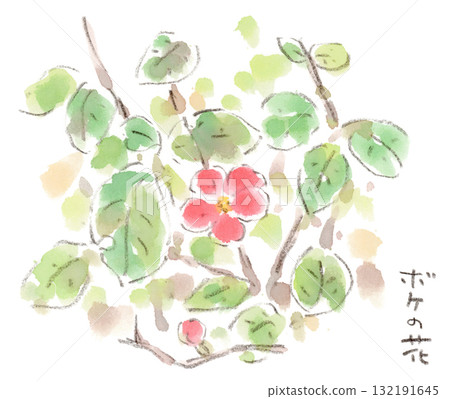 秋季,鮮豔的紅色木瓜花在非當季盛開 秋季,鮮豔的紅色木瓜花在非當季盛開 132191645