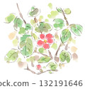 Bright red Japanese quince flowers blooming out of season in autumn 132191646