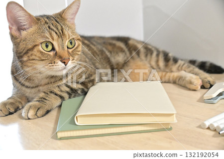 A diary, a notebook, a pen, a clip, and a cat's tail A diary, a notebook, a pen, a clip, and a cat's tail 132192054