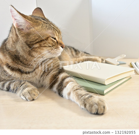 和貓一起遠距工作的下午 [筆記] [遠距工作] 132192055