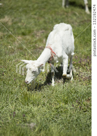 山羊吃草 山羊吃草 132192474