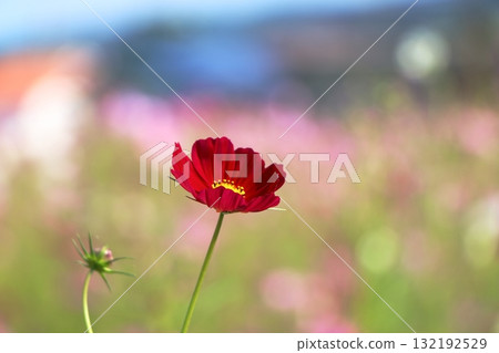 A flower of passion: Blooming crimson cosmos A flower of passion: Blooming crimson cosmos 132192529