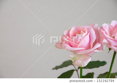 甜蜜雪崩 132192784