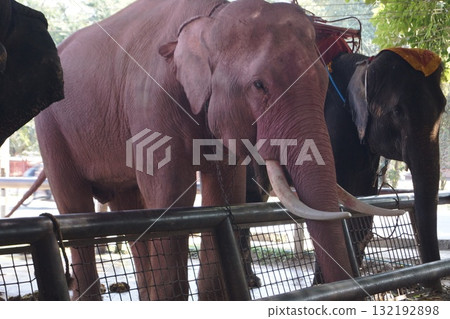 Elephants in Ayutthaya Historical Park, Ayutthaya, Thailand Elephants in Ayutthaya Historical Park, Ayutthaya, Thailand 132192898