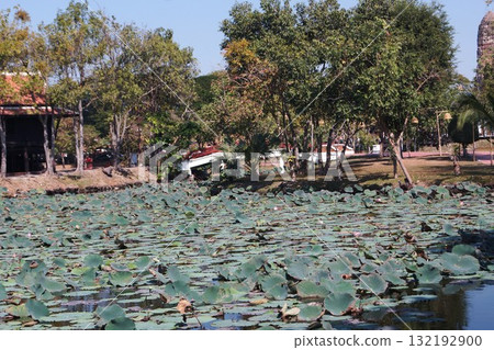 Water lilies in Ayutthaya Historical Park, Ayutthaya, Thailand Water lilies in Ayutthaya Historical Park, Ayutthaya, Thailand 132192900