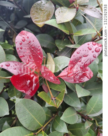 Close up of a pink and red flower with water droplets on petals Close up of a pink and red flower with water droplets on petals 132192938