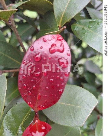 A close-up of a glossy red leaf adorned with numerous clear water droplets, set against a backdrop of green foliage A close-up of a glossy red leaf adorned with numerous clear water droplets, set against a backdrop of green foliage 132192943