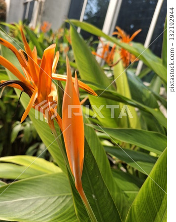 Vibrant orange heliconia flower amongst lush green leaves Vibrant orange heliconia flower amongst lush green leaves 132192944