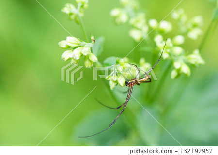 A spider moving between the flowers of the otokoeishi plant A spider moving between the flowers of the otokoeishi plant 132192952
