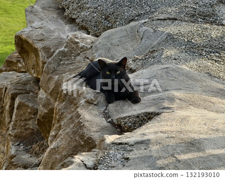 A Black Cat is seen Relaxing Peacefully on the Warm Rocks under the Sunlight with Grace 132193010