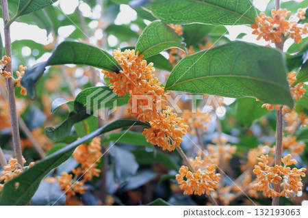 金木生之花 金木生之花 132193063