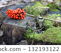 Red nuts on a stump 132193122
