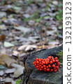 Red nuts on a stump 132193123