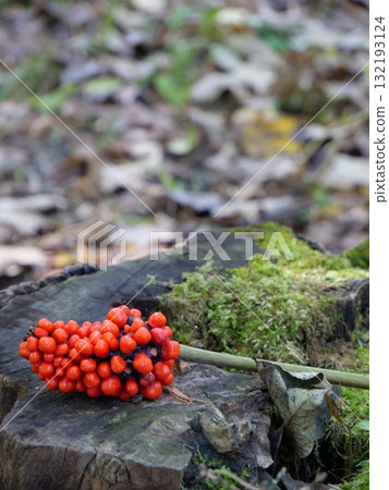 Red nuts on a stump 132193124