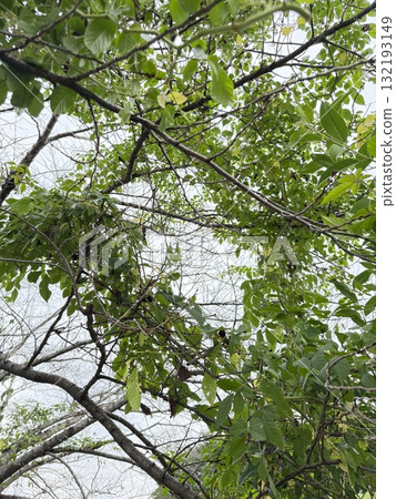 Yakugarashi 132193149