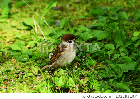 站立在地上的幼小麻雀 132193197