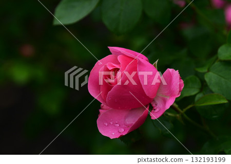 被雨水打濕的粉紅杯狀玫瑰 132193199