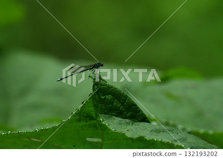 A dragonfly resting on the tip of a large leaf A dragonfly resting on the tip of a large leaf 132193202