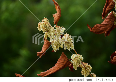 Withered leaves and fruits of Japanese knotweed Withered leaves and fruits of Japanese knotweed 132193203
