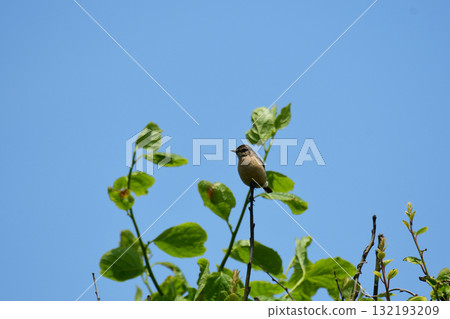 A tree sparrow perched on the tip of a branch A tree sparrow perched on the tip of a branch 132193209