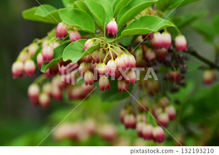 鐘形下開花的吊鐘花 132193210