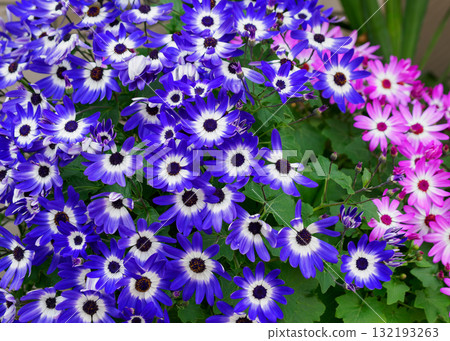Cineraria/Cineraria 132193263