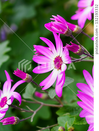 Cineraria/Cineraria 132193332