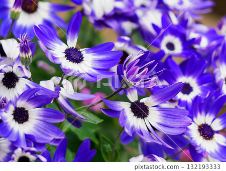 Cineraria/Cineraria 132193333