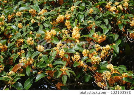 盛開的桂花:津山城西側妙法寺 盛開的桂花:津山城西側妙法寺 132193588