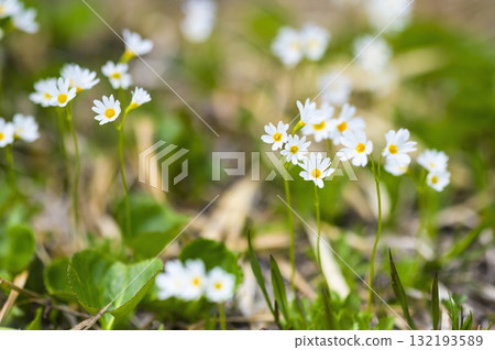 栗駒山櫻花盛開 栗駒山櫻花盛開 132193589