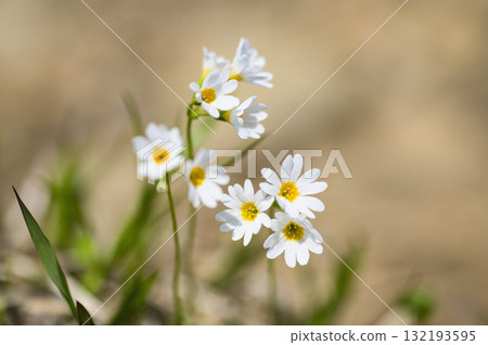 Cherry blossoms blooming on Mount Kurikoma Cherry blossoms blooming on Mount Kurikoma 132193595
