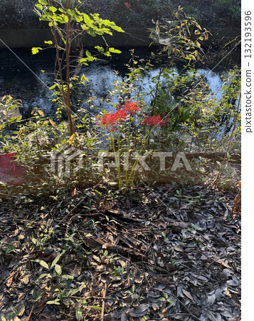 Cluster amaryllis shining in the setting sun 132193596