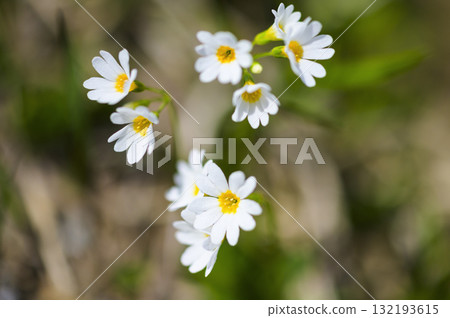 栗駒山櫻花盛開 栗駒山櫻花盛開 132193615