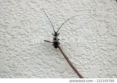 Yellow-spotted longhorn beetle, image Yellow-spotted longhorn beetle, image 132193789