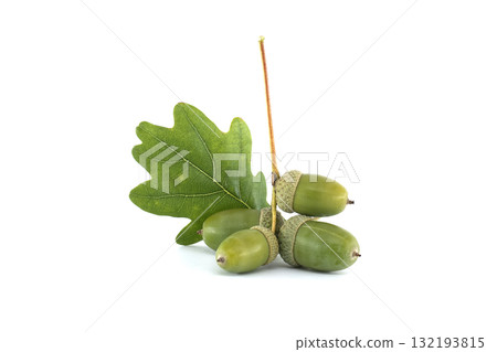 A detailed image of fresh green acorns and an oak leaf on a white surface. A detailed image of fresh green acorns and an oak leaf on a white surface. 132193815