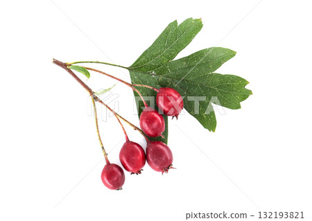 Close-Up of Red Hawthorn Berries with Green Leaves on White Background 132193821